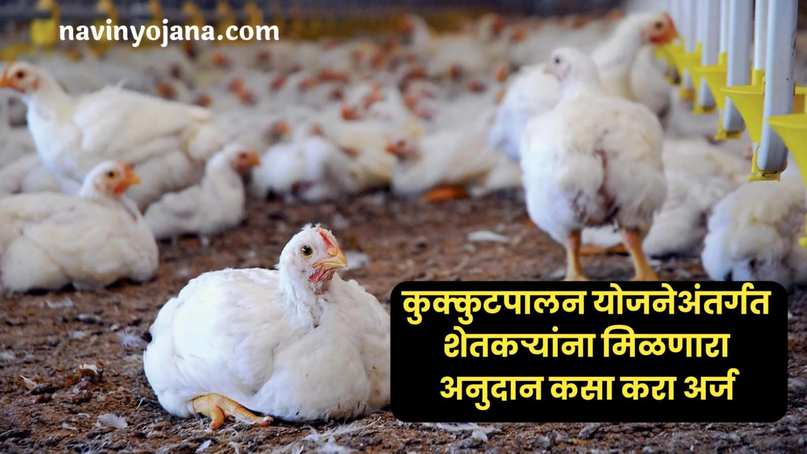 Poultry farming 2024