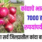 Onion Price Today