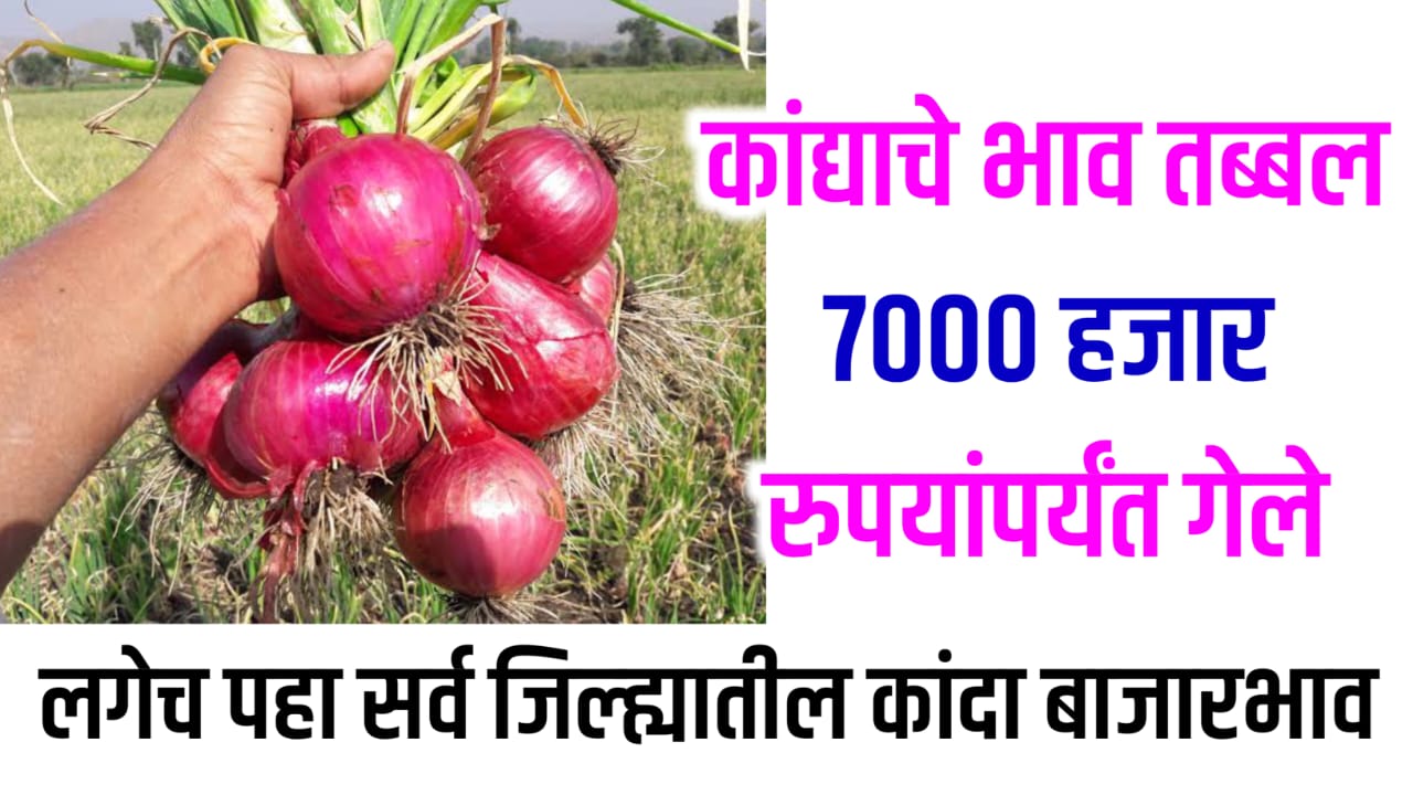 Onion Price Today